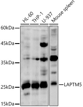 LAPTM5 Polyclonal Antibody