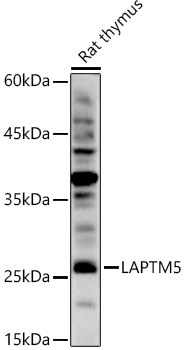 LAPTM5 Polyclonal Antibody