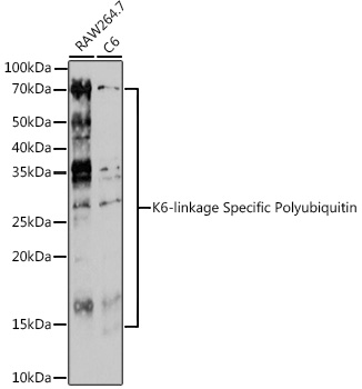 K6-linkageSpecificPolyubiquitin Polyclonal Antibody