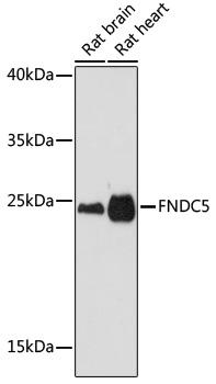 FNDC5 Polyclonal Antibody