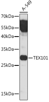 TEX101 Polyclonal Antibody