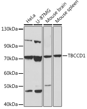 TBCCD1 Polyclonal Antibody