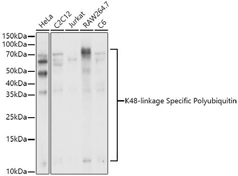 K48-linkage Specific Polyubiquitin pAb