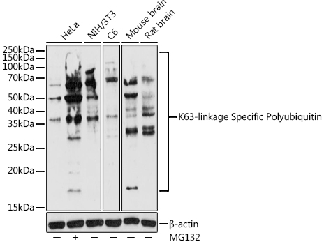 K63-linkage Specific Polyubiquitin pAb