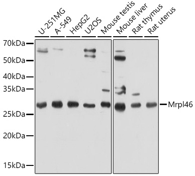 Mrpl46 Polyclonal Antibody