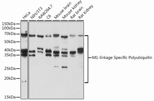 M1-linkage Specific Polyubiquitin pAb
