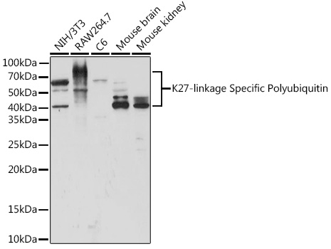 K27-linkage Specific Polyubiquitin pAb
