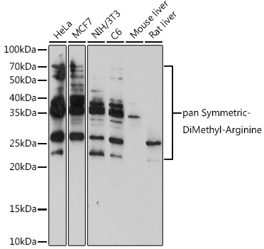 pan Symmetric-DiMethyl-Arginine pAb