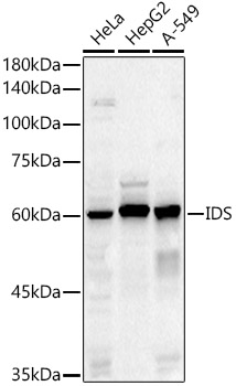 IDS Polyclonal Antibody