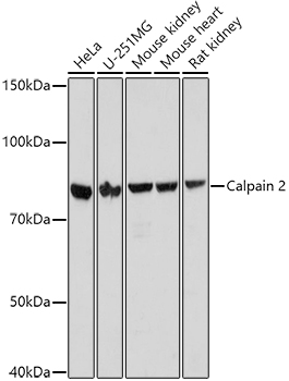 CAPN2 Polyclonal Antibody