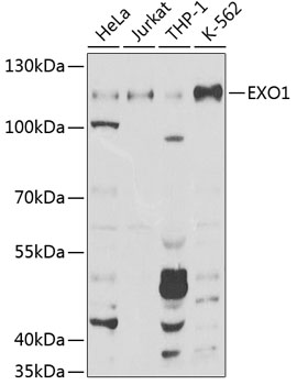 EXO1 Polyclonal Antibody