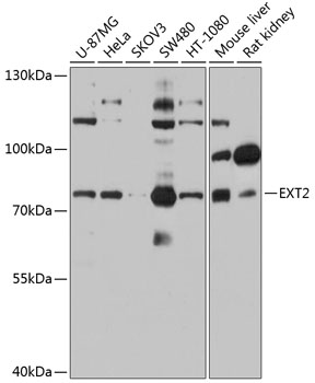 EXT2 Polyclonal Antibody