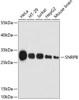 SNRPB Polyclonal Antibody