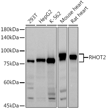 RHOT2 Polyclonal Antibody