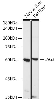 LAG3 Polyclonal Antibody