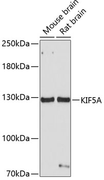 KIF5A Polyclonal Antibody