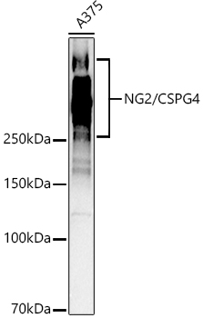 CSPG4 Polyclonal Antibody