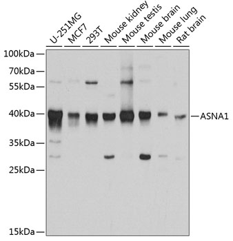 ASNA1 Polyclonal Antibody