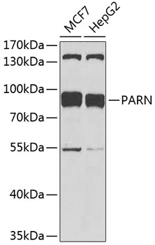 PARN Polyclonal Antibody
