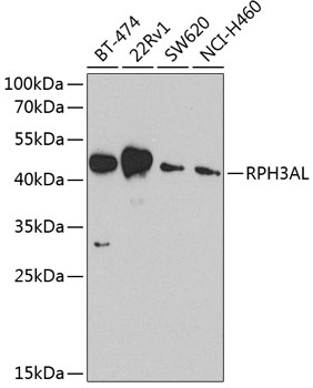 RPH3AL Polyclonal Antibody