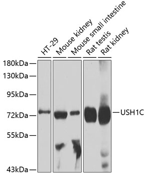 USH1C Polyclonal Antibody