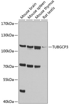 TUBGCP3 Polyclonal Antibody