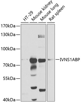 IVNS1ABP Polyclonal Antibody