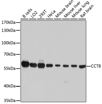 CCT8 Polyclonal Antibody