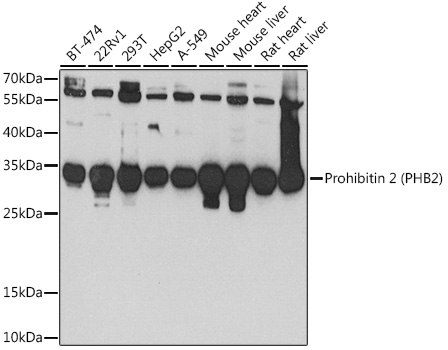 PHB2 Polyclonal Antibody