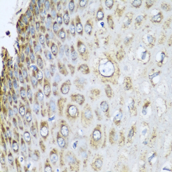 PHB2 Polyclonal Antibody