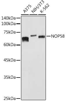 NOP58 Polyclonal Antibody