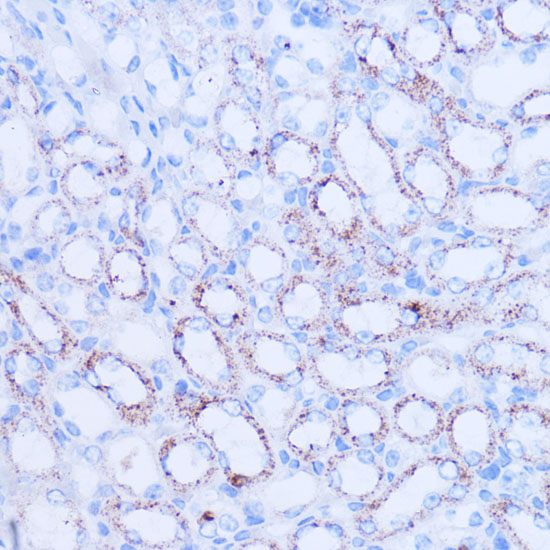 SIRT3 Polyclonal Antibody