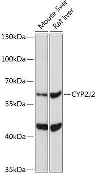 CYP2J2 Polyclonal Antibody