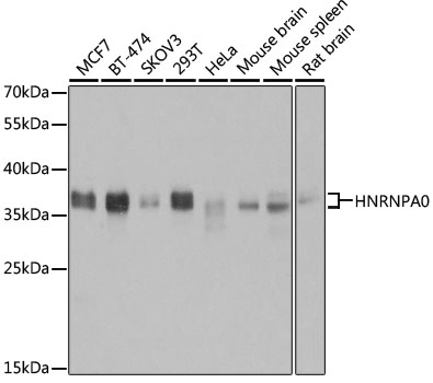 HNRNPA0 Polyclonal Antibody