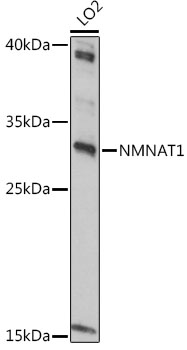 NMNAT1 Polyclonal Antibody
