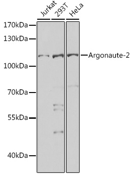 EIF2C2 Polyclonal Antibody