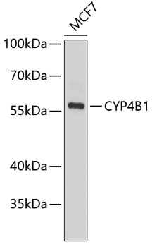 CYP4B1 Polyclonal Antibody