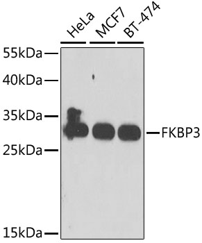 FKBP3 Polyclonal Antibody