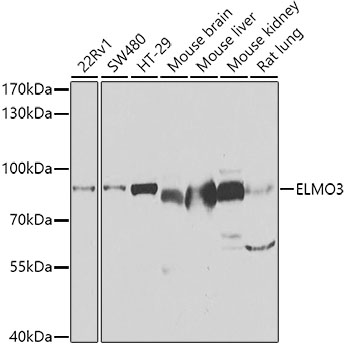 ELMO3 Polyclonal Antibody