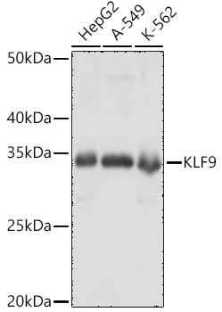 KLF9 Polyclonal Antibody
