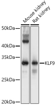 KLF9 Polyclonal Antibody