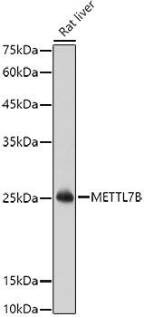 METTL7B Polyclonal Antibody