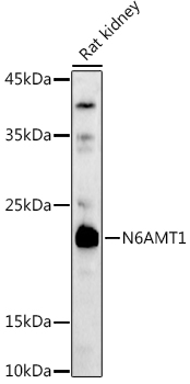 N6AMT1 Polyclonal Antibody