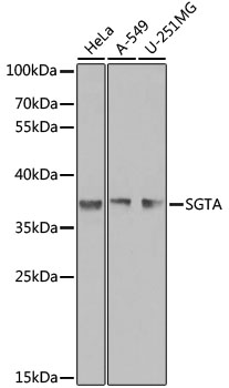 SGTA Polyclonal Antibody
