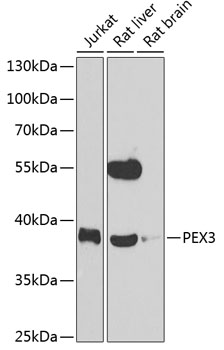 PEX3 Polyclonal Antibody