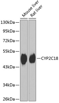 CYP2C18 Polyclonal Antibody