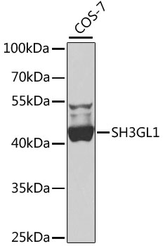 SH3GL1 Polyclonal Antibody