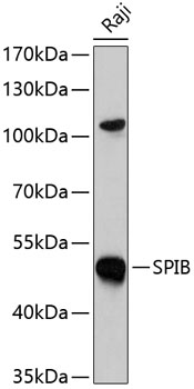 SPIB Polyclonal Antibody