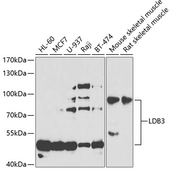 LDB3 Polyclonal Antibody