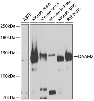 DAAM2 Polyclonal Antibody